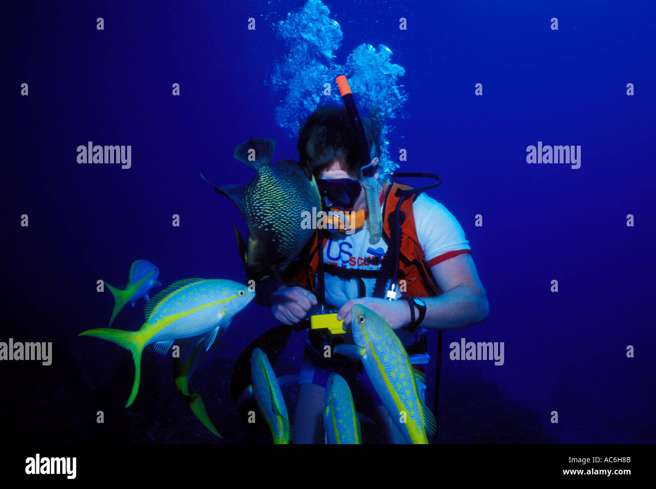Scuba diver photographing, Yellowtail Snapper, French Angelfish, Grand