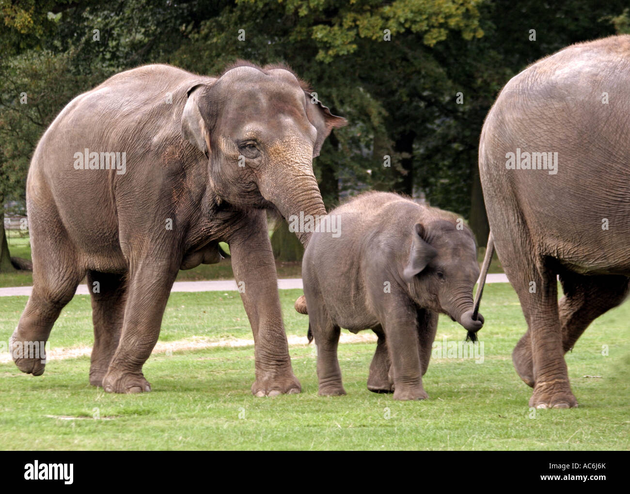 Wild elephants Walking, Bedford shire,England,UK Stock Photo