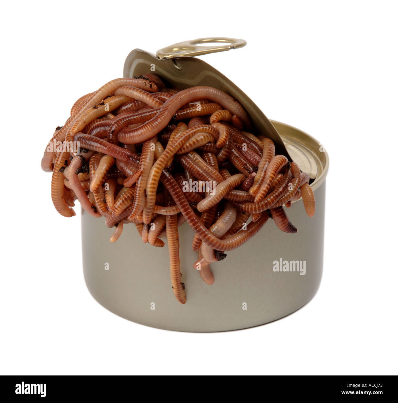 Can of worms hi-res stock photography and images - Alamy