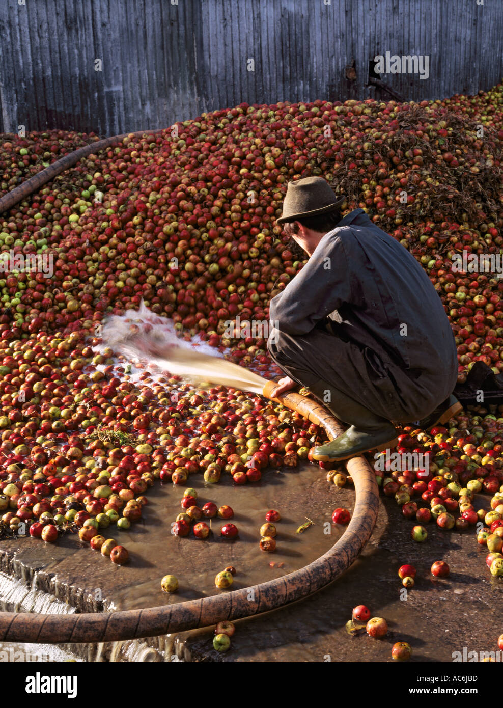Washing harvested apples at Burrow Hill cider farm Kingsbury Episcopi