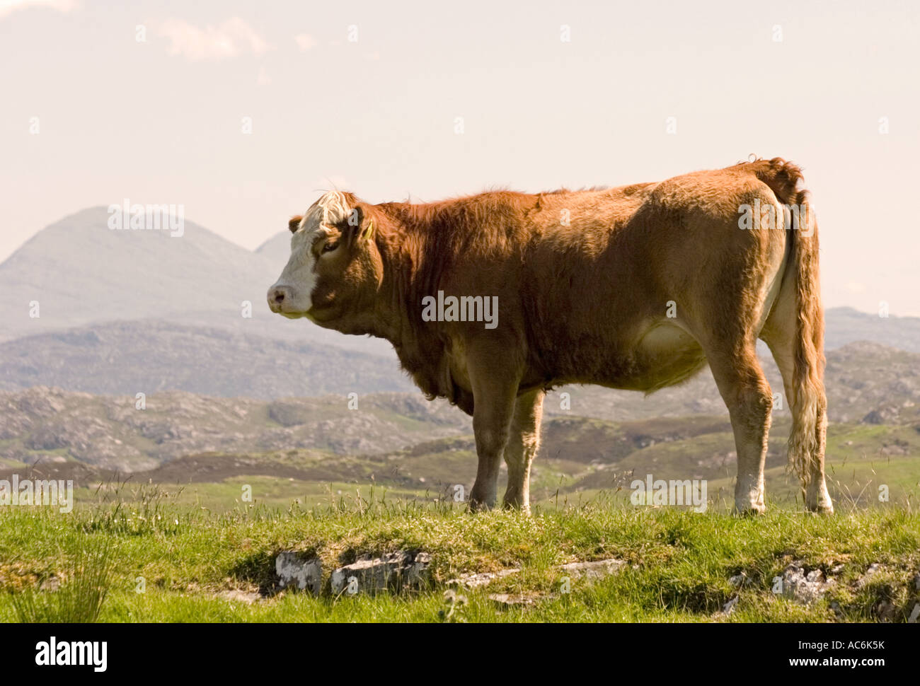 Brown heifer cow standing on grass in Scotland,UK Stock Photo
