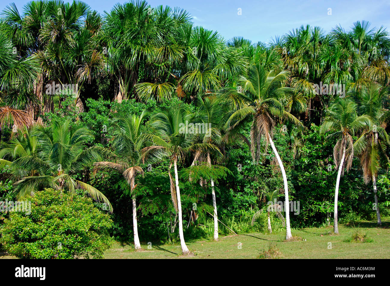 Amazon Region Brazil High Resolution Stock Photography and Images Alamy
