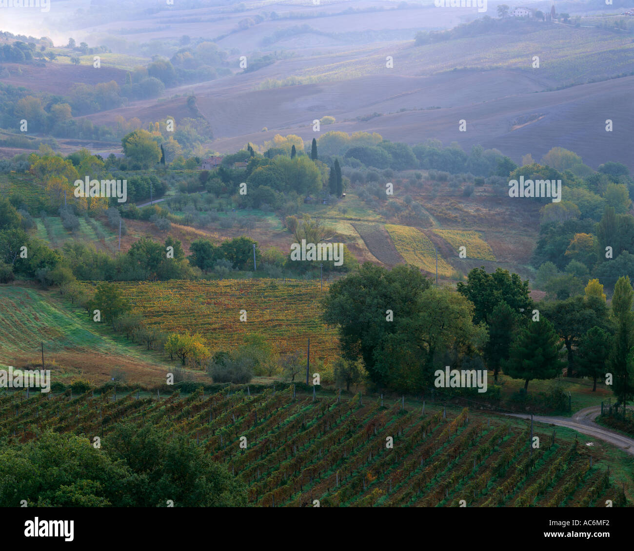 Tuscany Italy Morning fog over Val d Orcia vineyards below Montepulciano Stock Photo