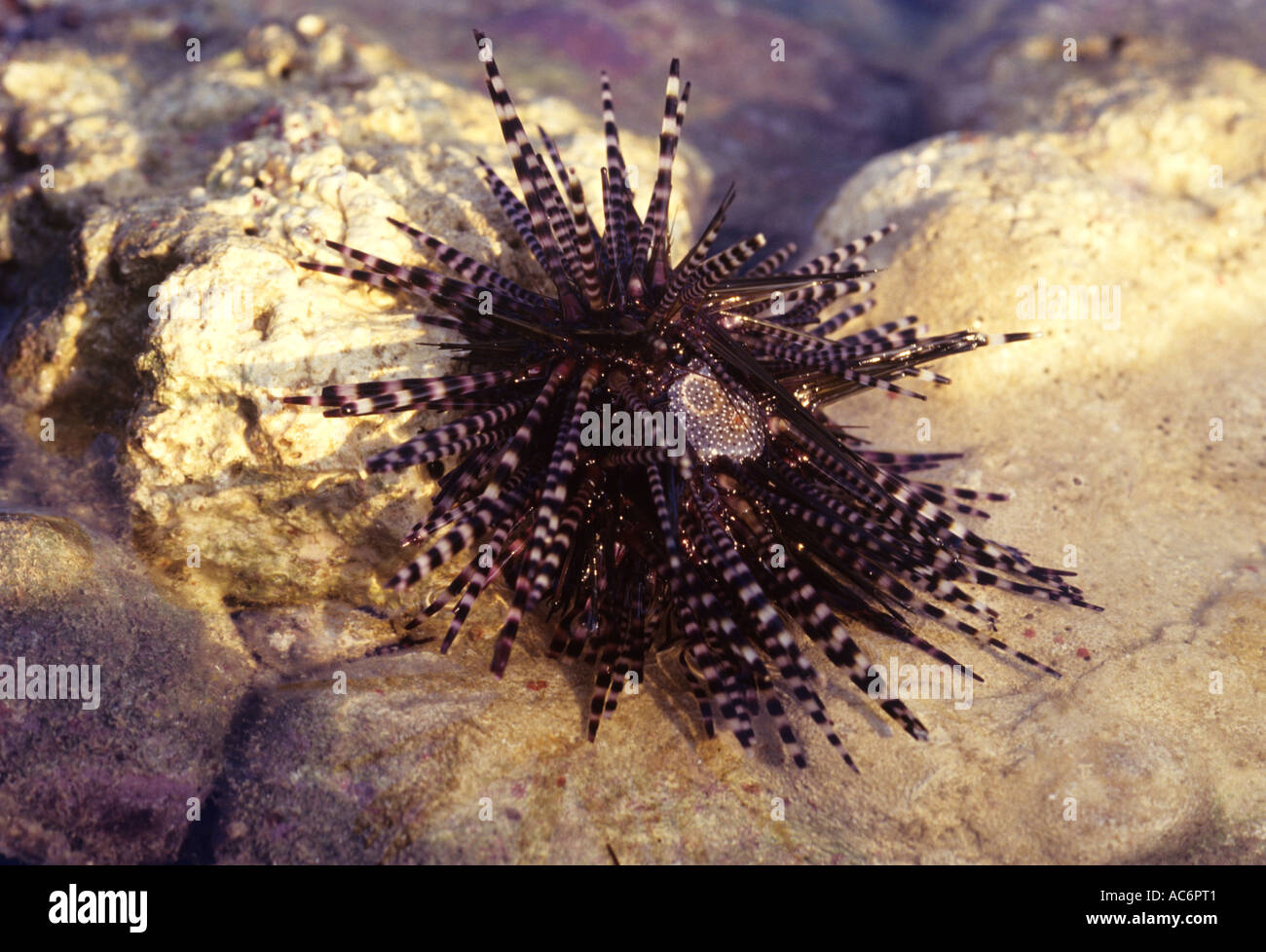 SEA URCHINS EXPOSED DURING LOW TIDE ANDROTT ISLAND Stock Photo