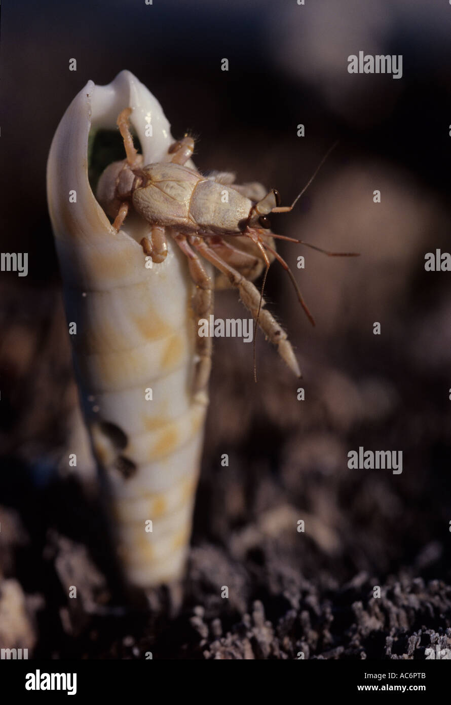 HERMIT CRAB EMERGING FROM SHELL LAKSHADWEEP Stock Photo - Alamy