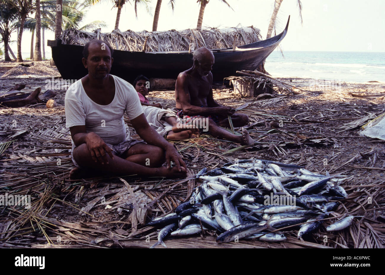 PROCESSING TUNA AT SHORE ANDROTT ISLAND Stock Photo Alamy