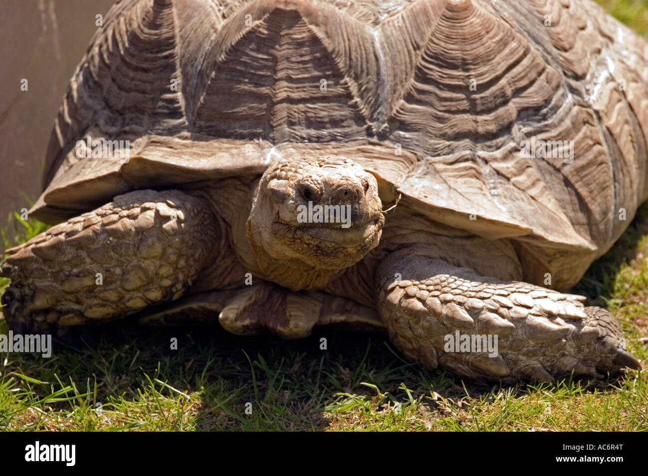 Close-up of Seychelles giant tortoise ambling on grass Stock Photo