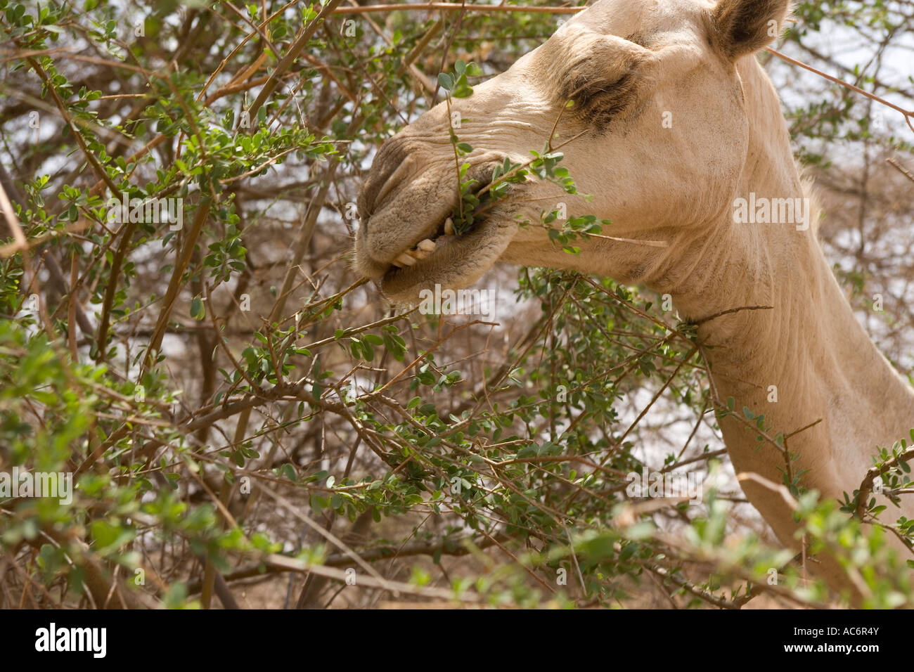 WESTERN SOMALIA 27th FEB 2006 A thin camel uses its nimble lips to eat the leaves off a thorny acasia tree Stock Photo