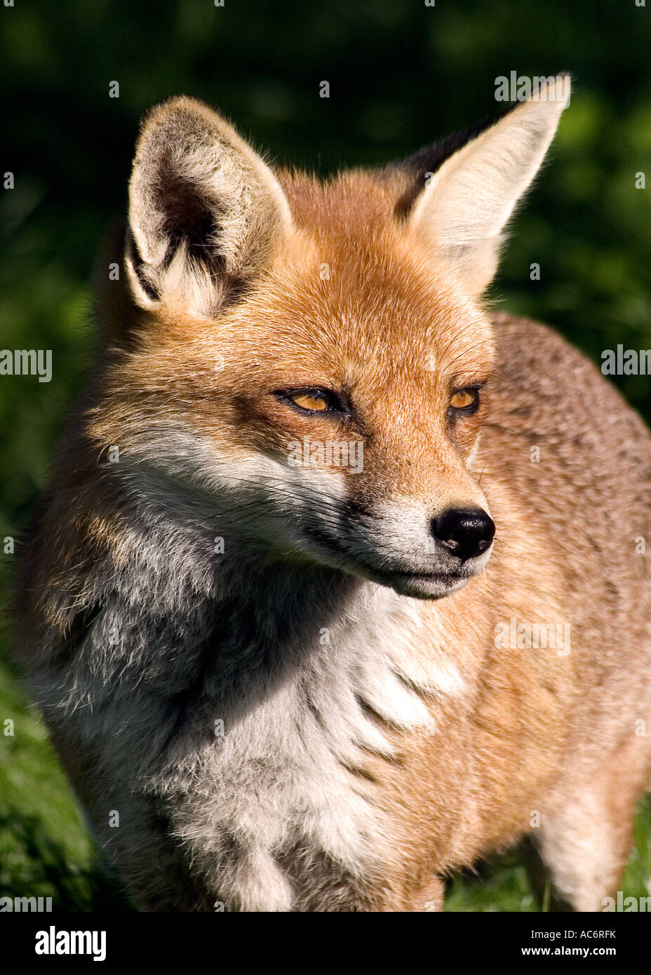 Close-up of red fox (vulpes) Stock Photo