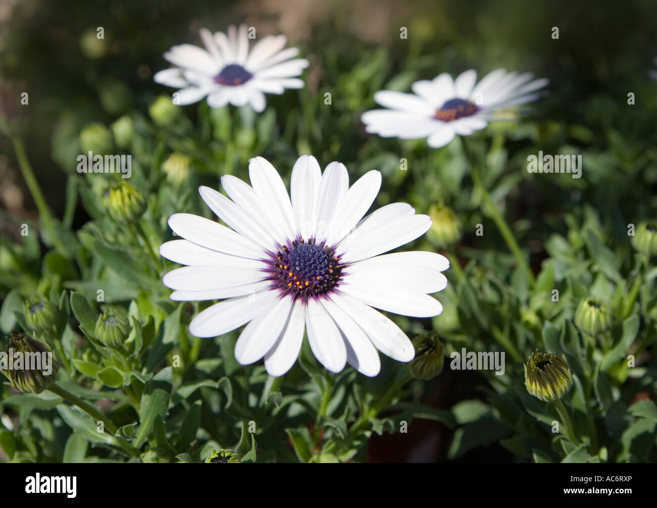 White flower Stock Photo