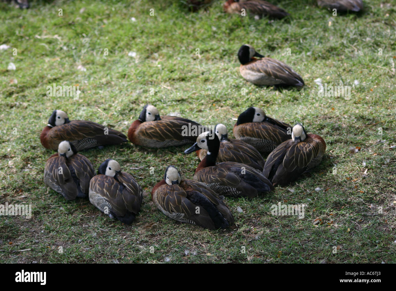 9 ducks sleeping together in circle leaving one apart Stock Photo Alamy