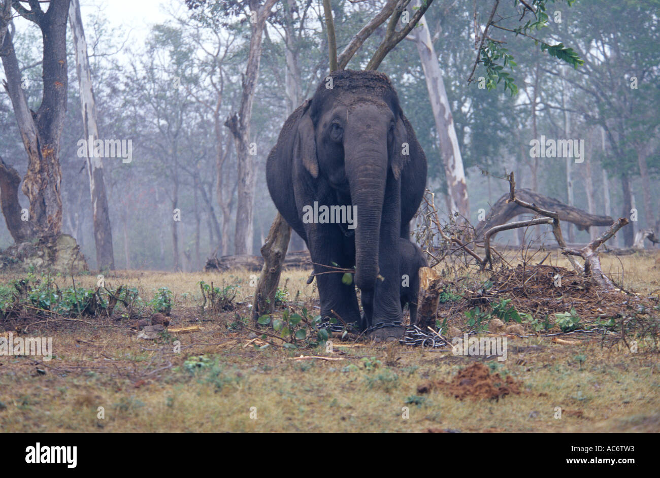 ELEPHANT IN KARNATAKA Stock Photo Alamy