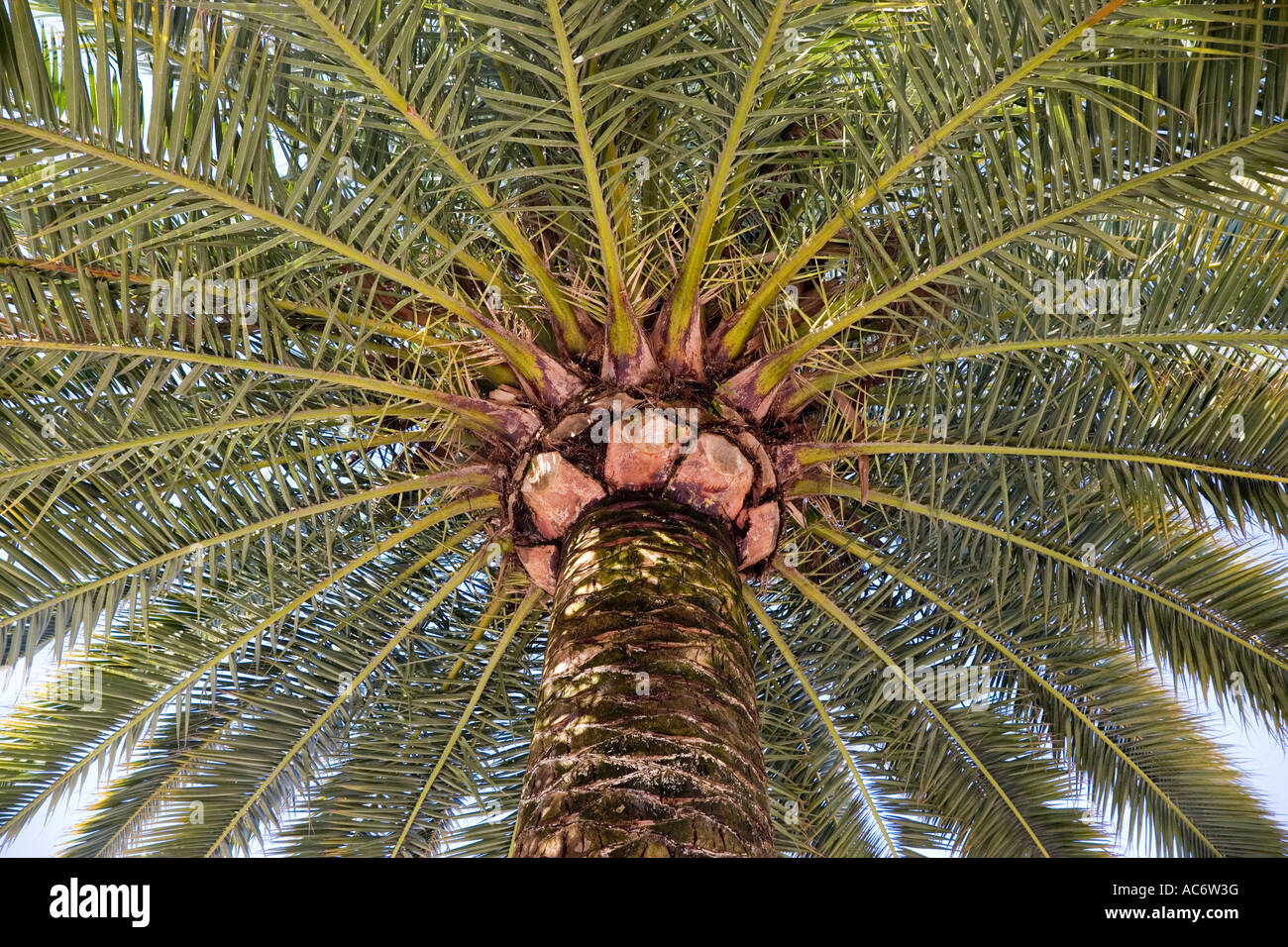 Beneath a palm tree Spain Stock Photo