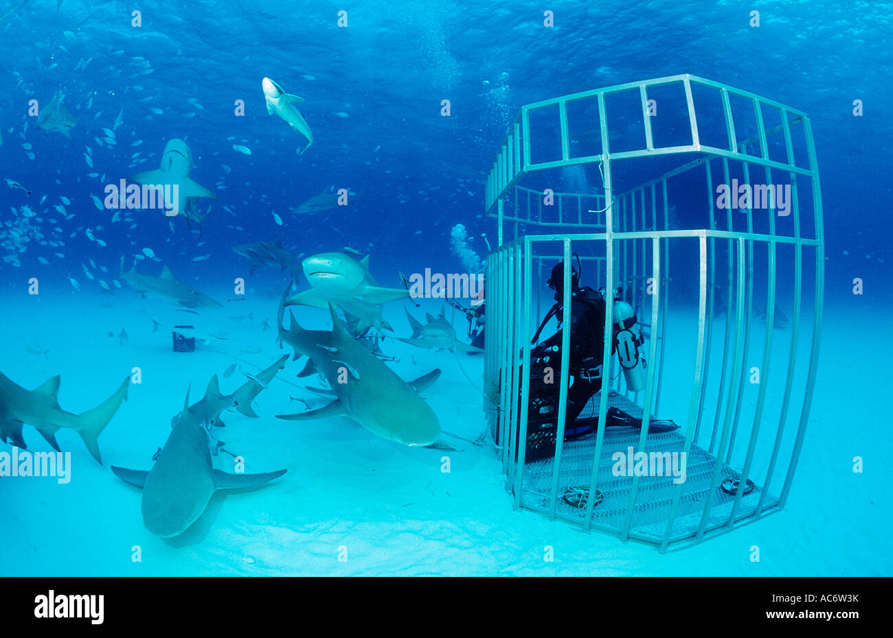 Lemon Sharks and Scuba diver in Shark cage Negaprion brevirostris