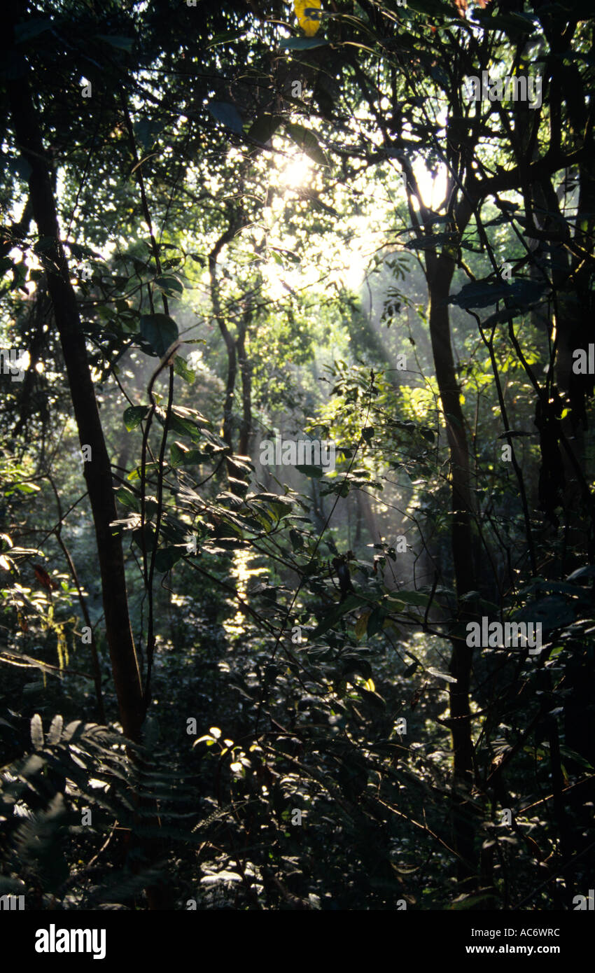 JUNGLE INTERIORS KARNATAKA Stock Photo