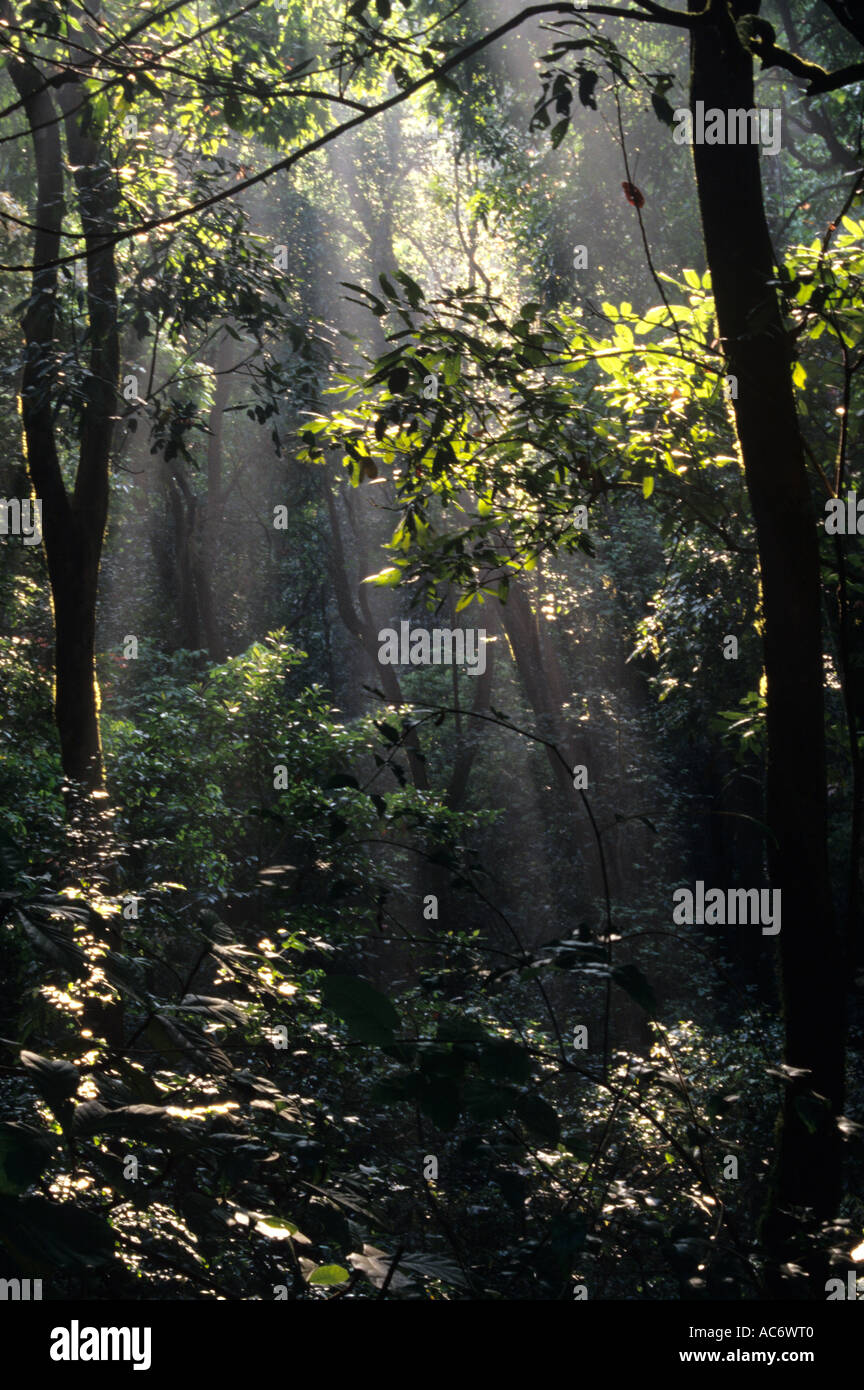 JUNGLE INTERIORS KARNATAKA Stock Photo