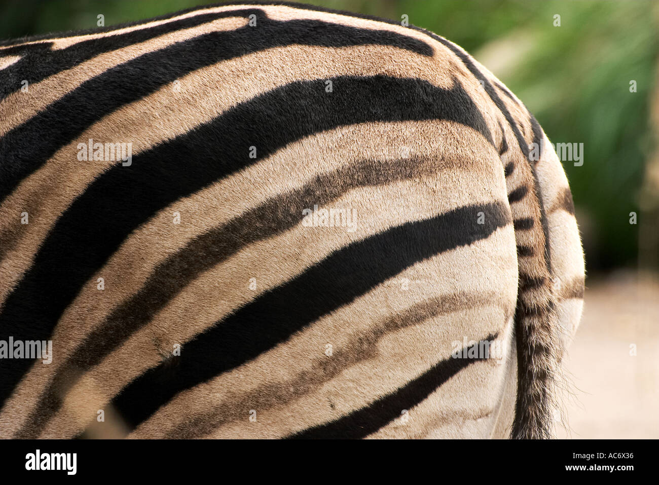 Zebra Equus burchelli Stock Photo