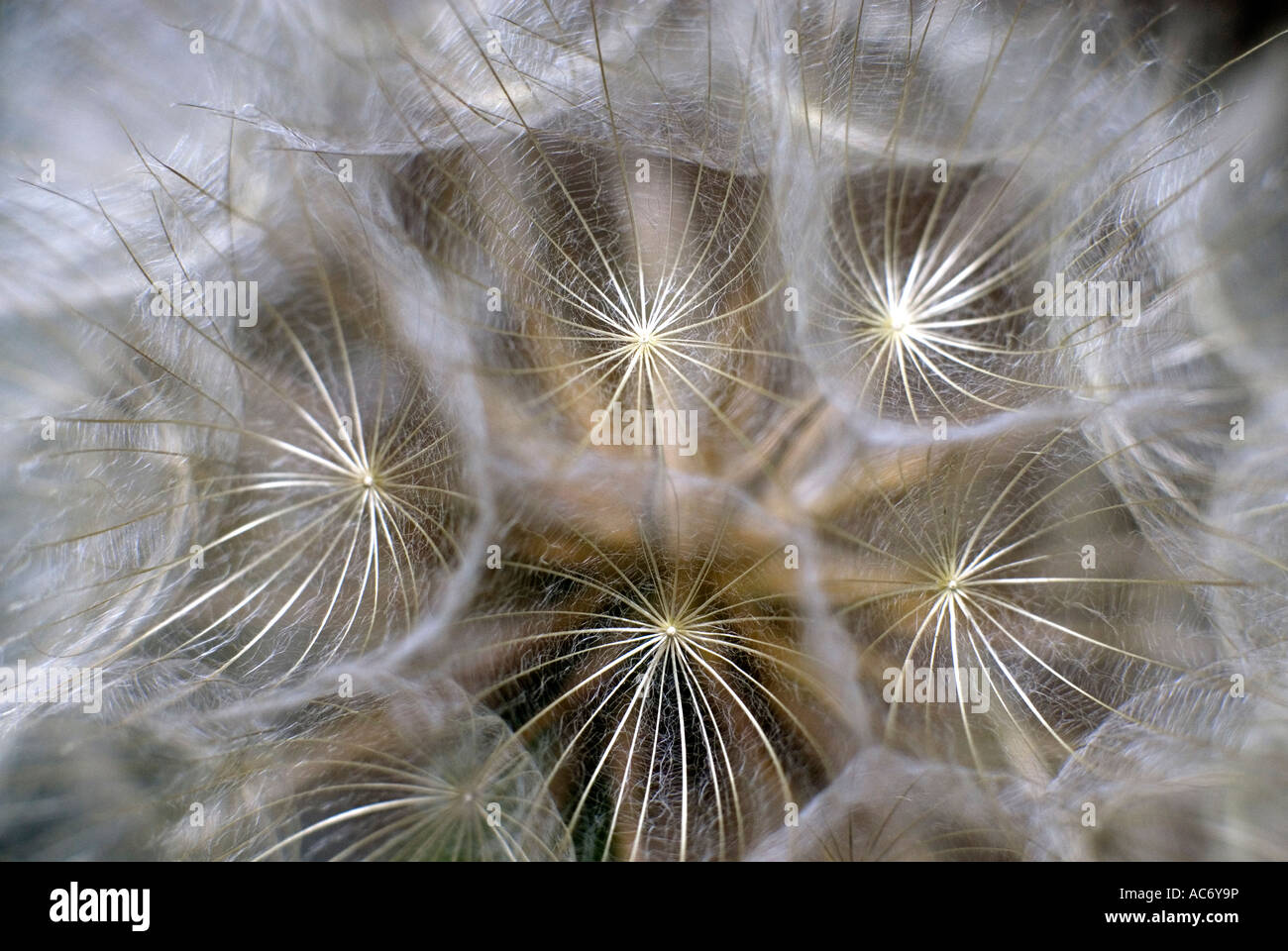 Goat s beard or Jack go to bed at noon abstract Stock Photo