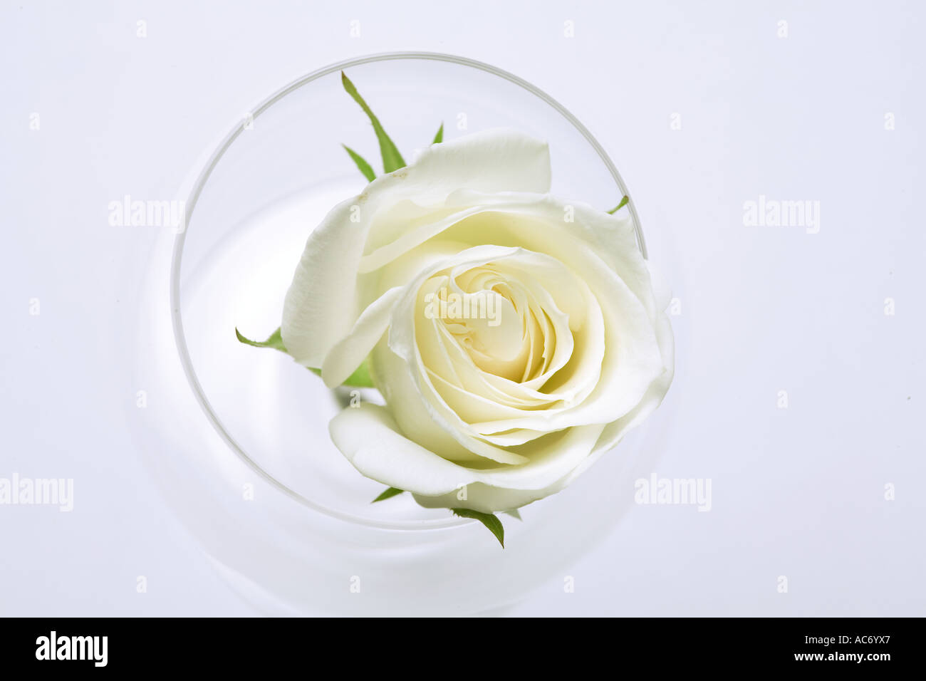 White rose in the glass Stock Photo - Alamy