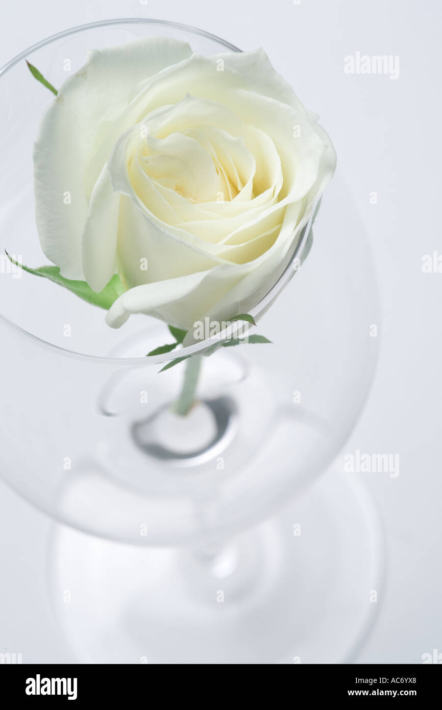 White rose in the glass Stock Photo - Alamy