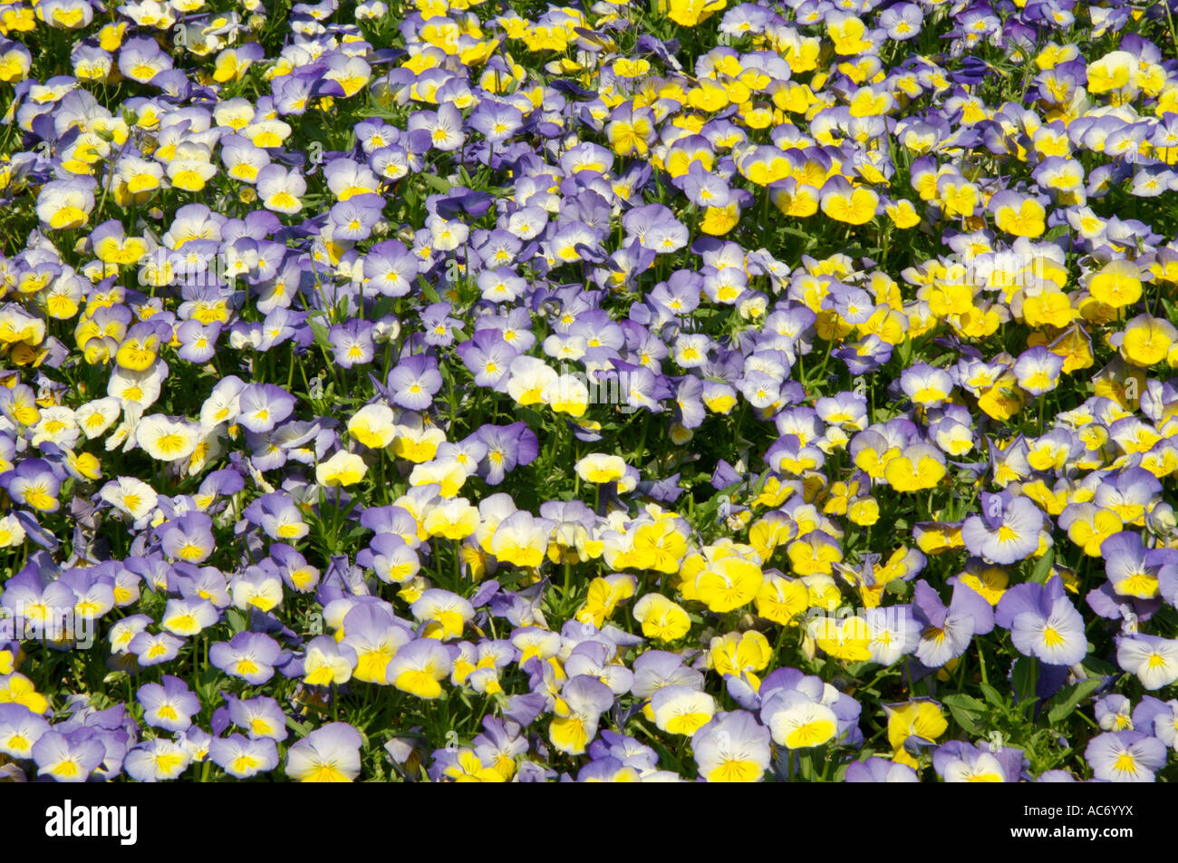 carpet of purple and yellow pansy flowers Stock Photo
