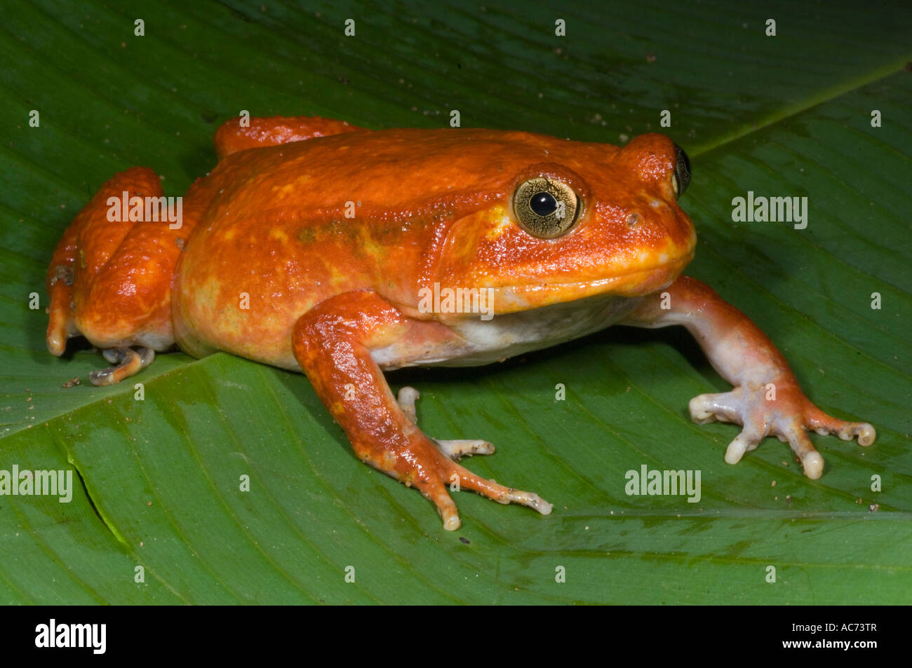 Tomato Frog (Dyscophus antongilii) Captive, Eastern Madagascar Stock Photo