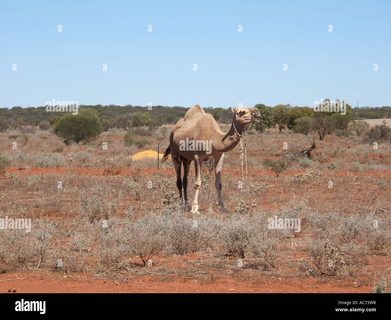Camels in the outback, Mullewa, Western Australia Australia Stock Photo
