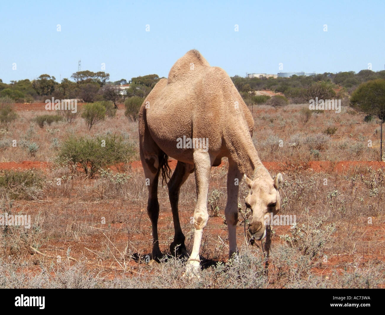 Camels in outback hires stock photography and images Alamy