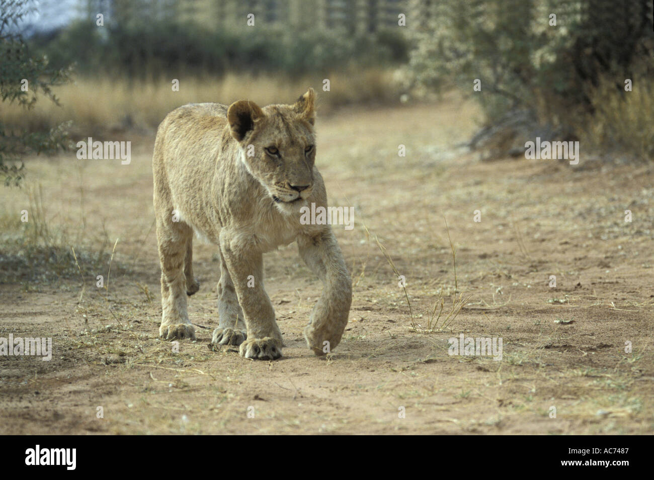 AFRICAN LION Panthera leo Stock Photo - Alamy