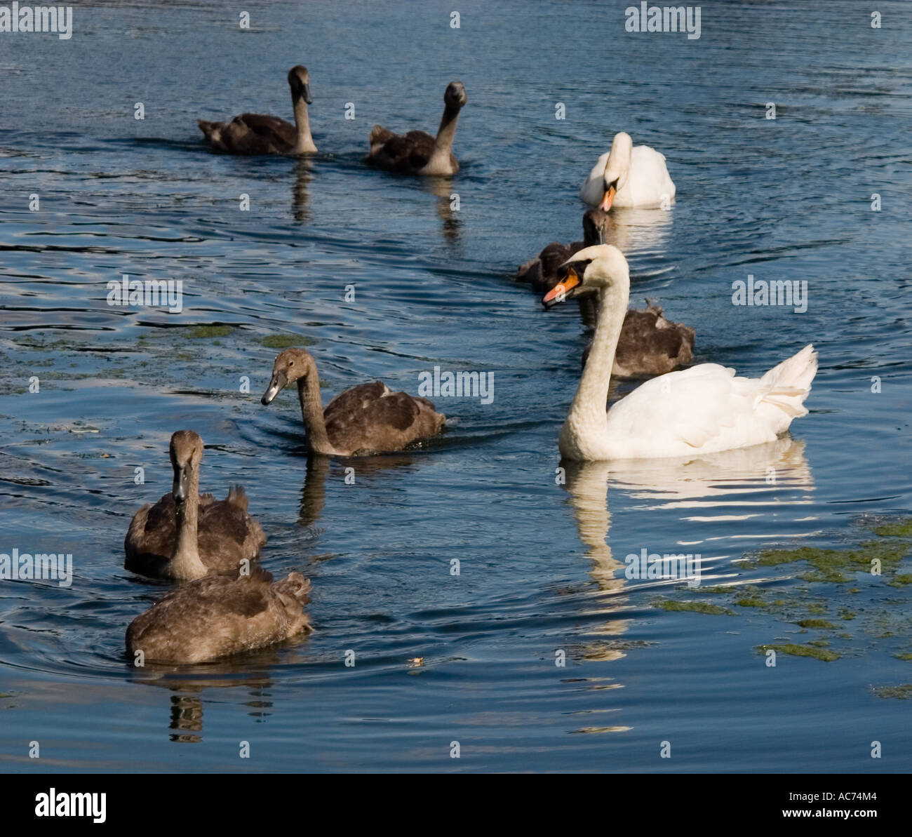 swans and signets on lake Stock Photo