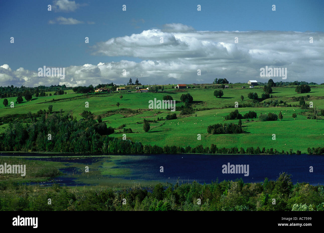 Talaje PASTURE LAND with grazing SHEEP across an inlet on CHILOE ISLAND CHILE ...