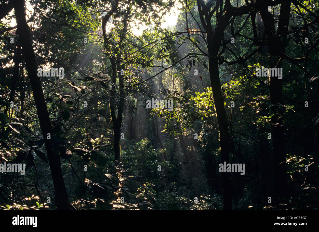 JUNGLE INTERIORS KARNATAKA Stock Photo