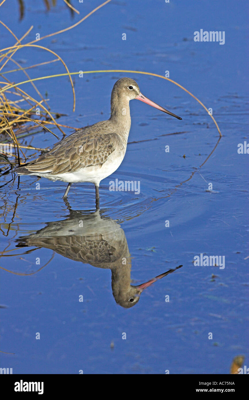 Black Tailed Godwit Limosa Limosa In Winter Plumage Catcott Lows black-tailed-godwit-limosa-limosa-in-winter-plumage-catcott-lows
