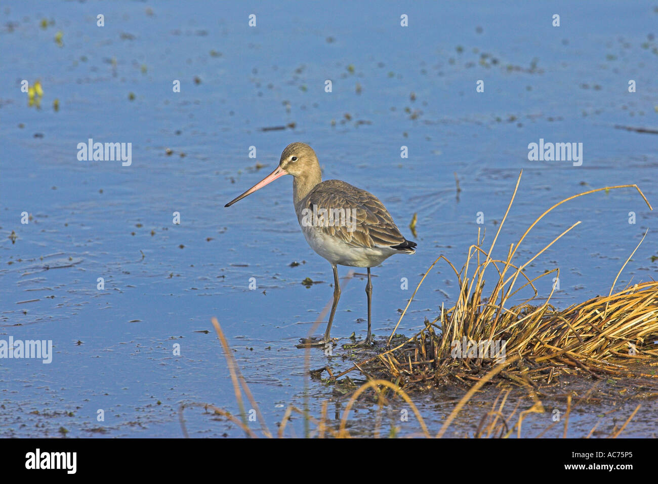 Black tailed godwit Limosa limosa in winter plumage Catcott Lows ...