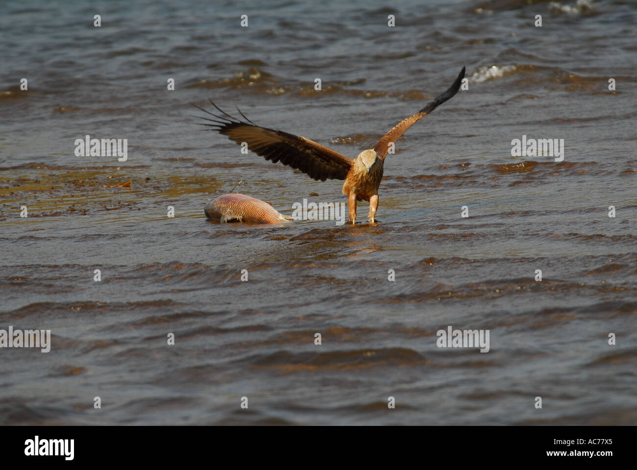 BROWN HEADED FISHING EAGLE  PEECHI WILDLIFE SANCTUARY THRISSUR DIST Stock Photo