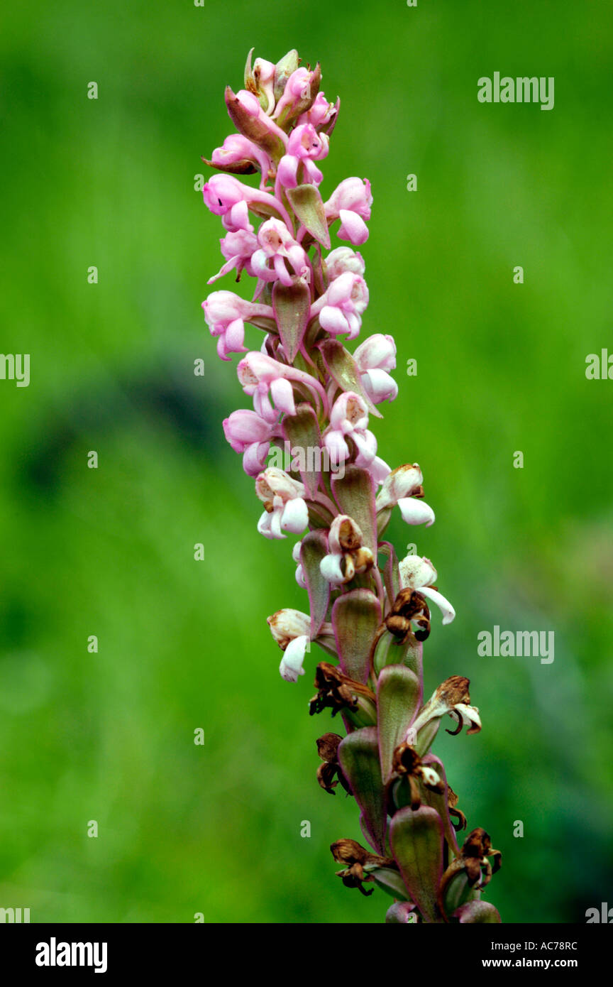 WILD FLORA, MUNNAR, KERALA Stock Photo Alamy