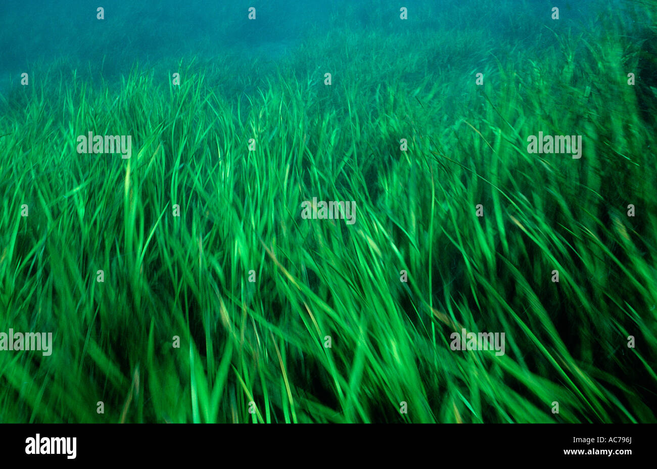 Underwater plants move in river hi-res stock photography and images - Alamy