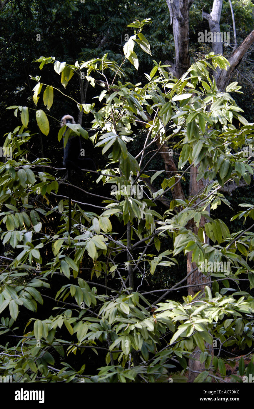 WILD FLORA, KERALA Stock Photo Alamy