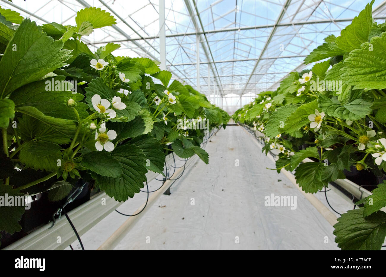 Commercial strawberry greenhouse Stock Photo - Alamy