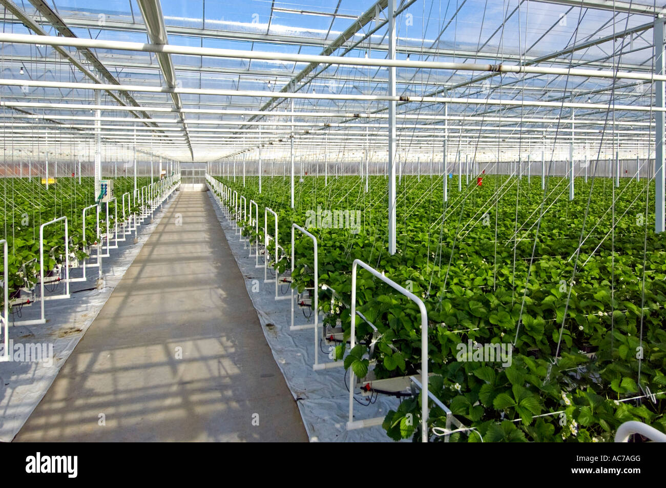 Commercial strawberry greenhouse Stock Photo Alamy