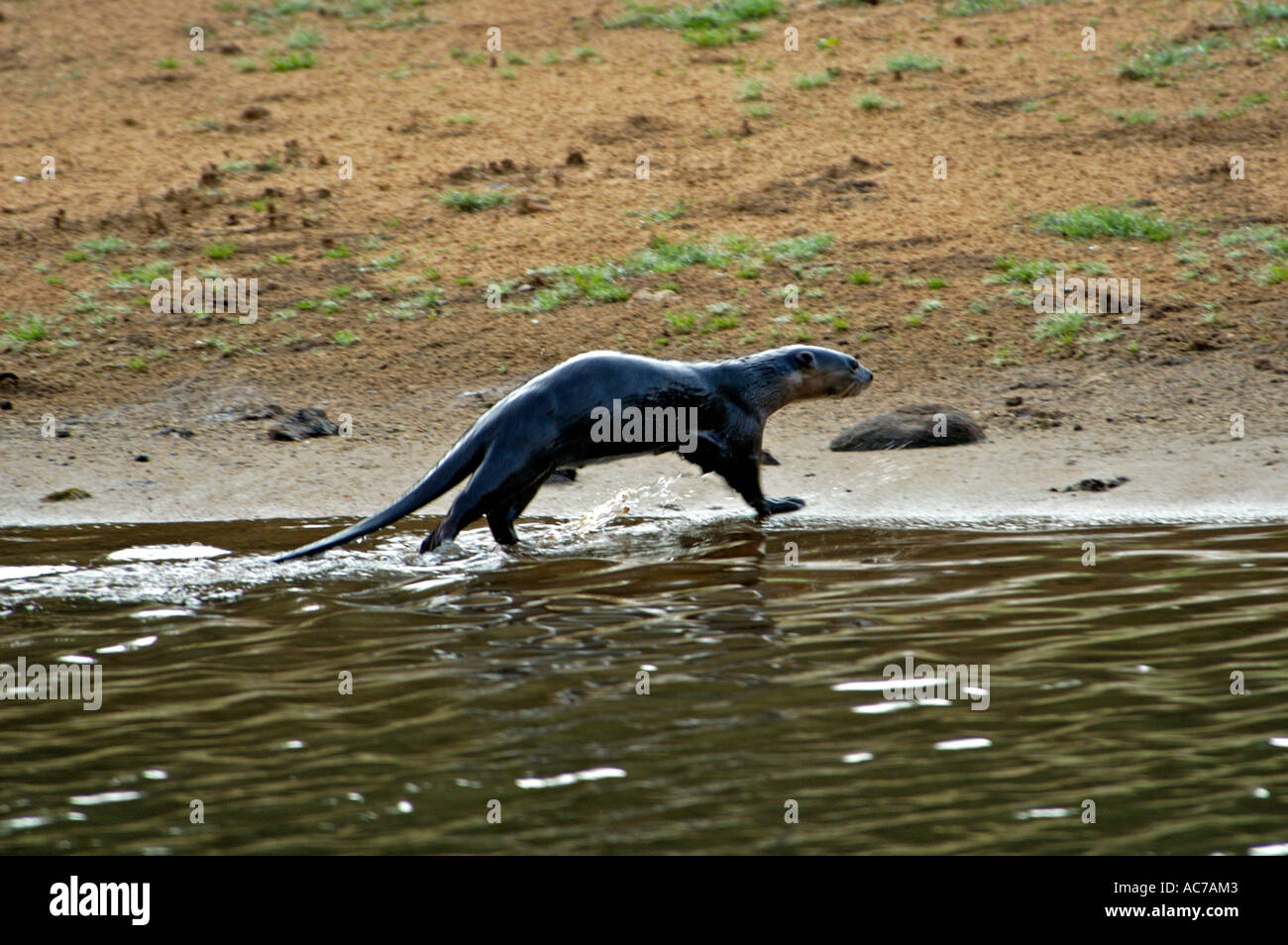 FRESH WATER OTTERS OF PERIYAR LAKE, THEKKADY Stock Photo - Alamy