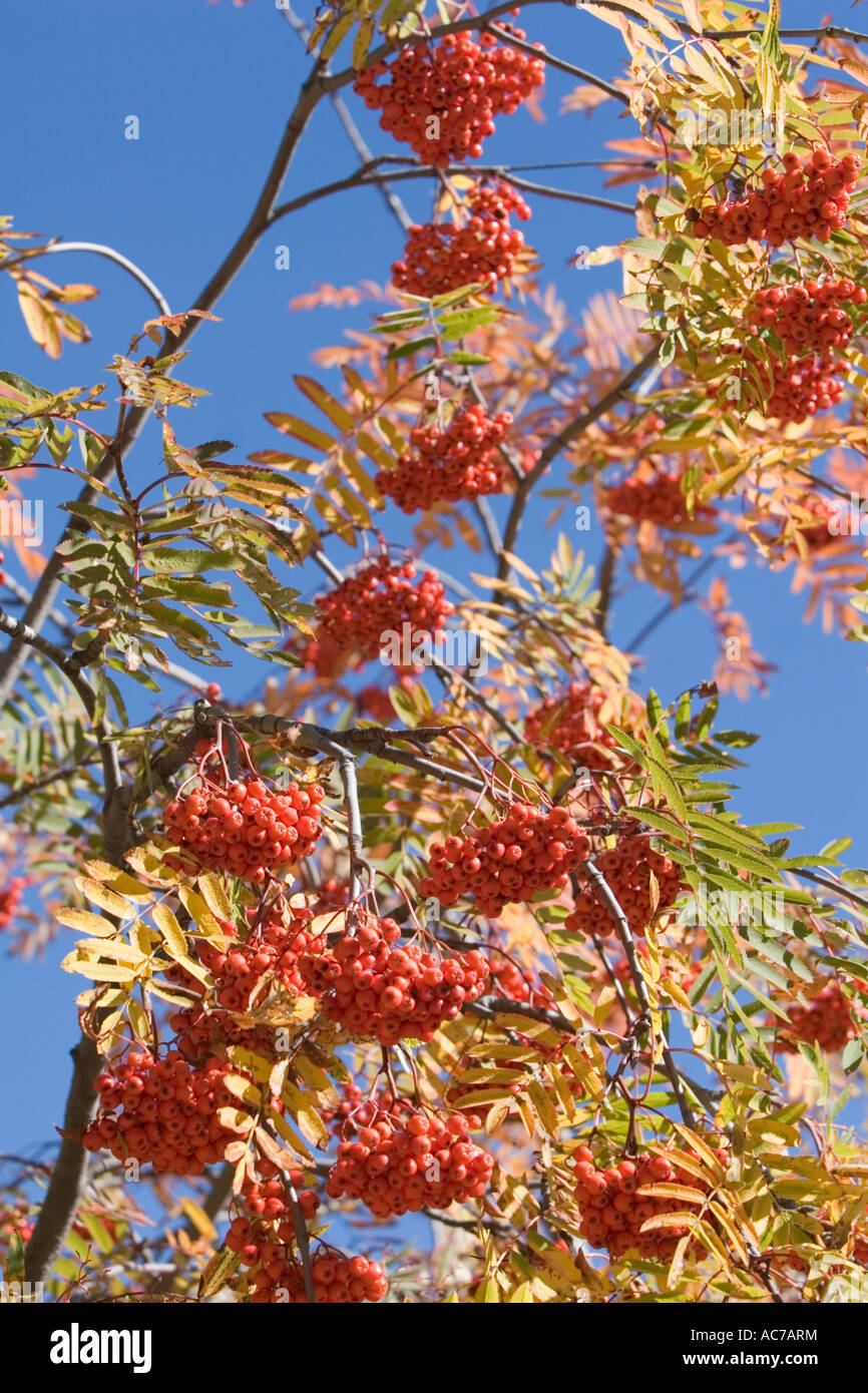 Berries of the rowan or mountainash tree (genus Sorbus or family
