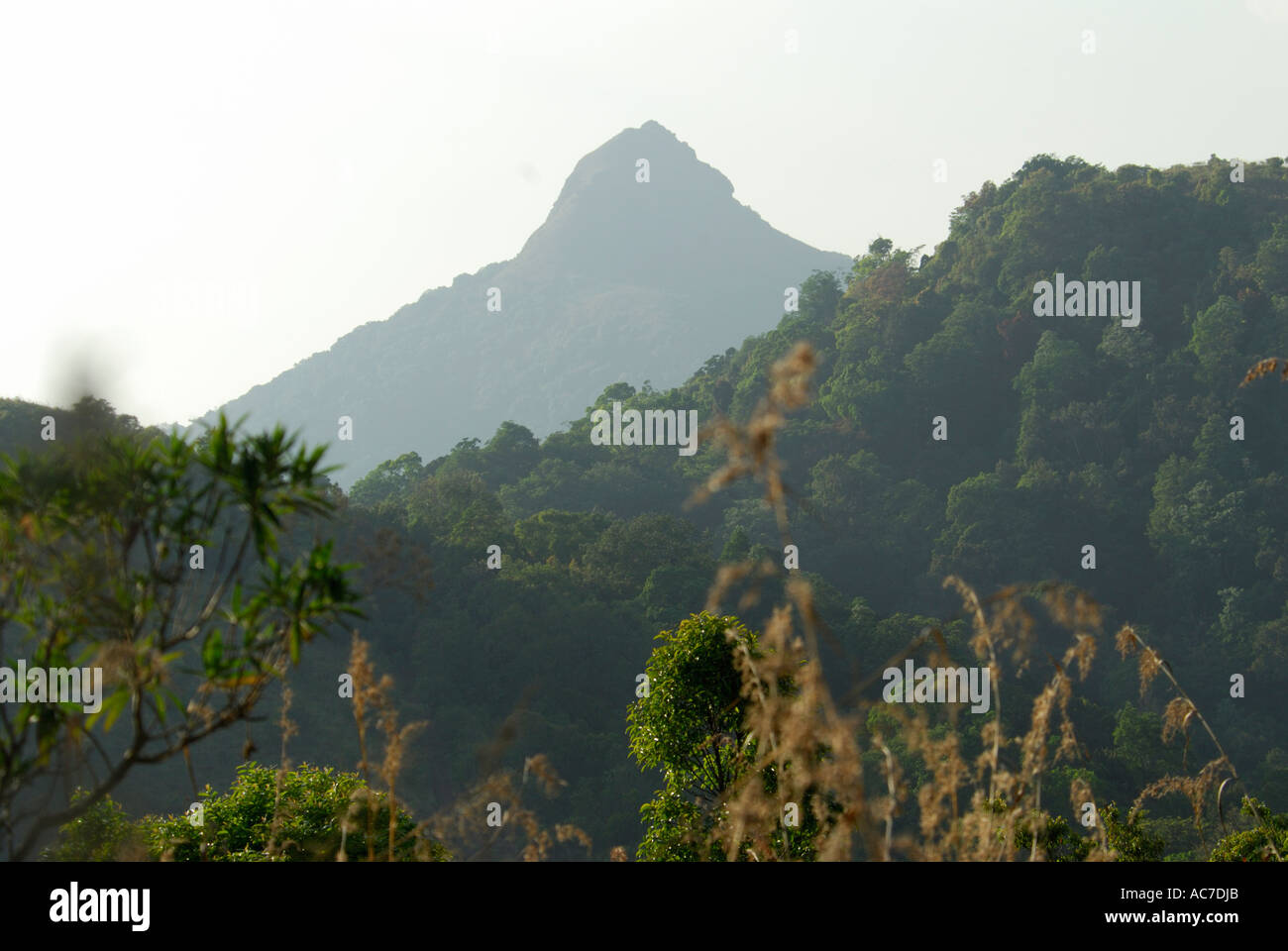 EVERGREEN FOREST SILENT VALLEY NATIONAL PARK PALAKKAD DIST Stock Photo