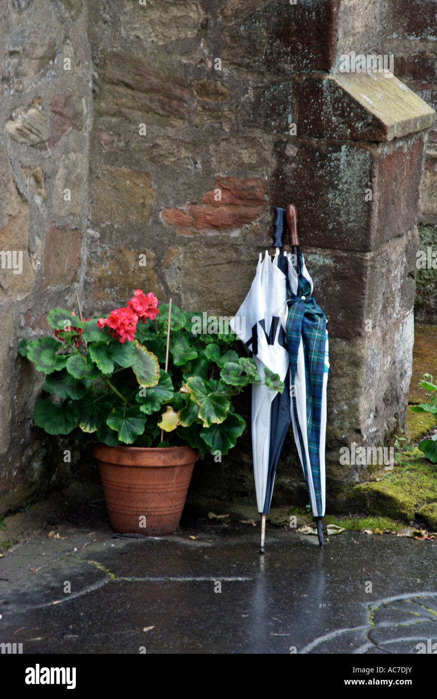 Umbrellas and Geraniums Stock Photo