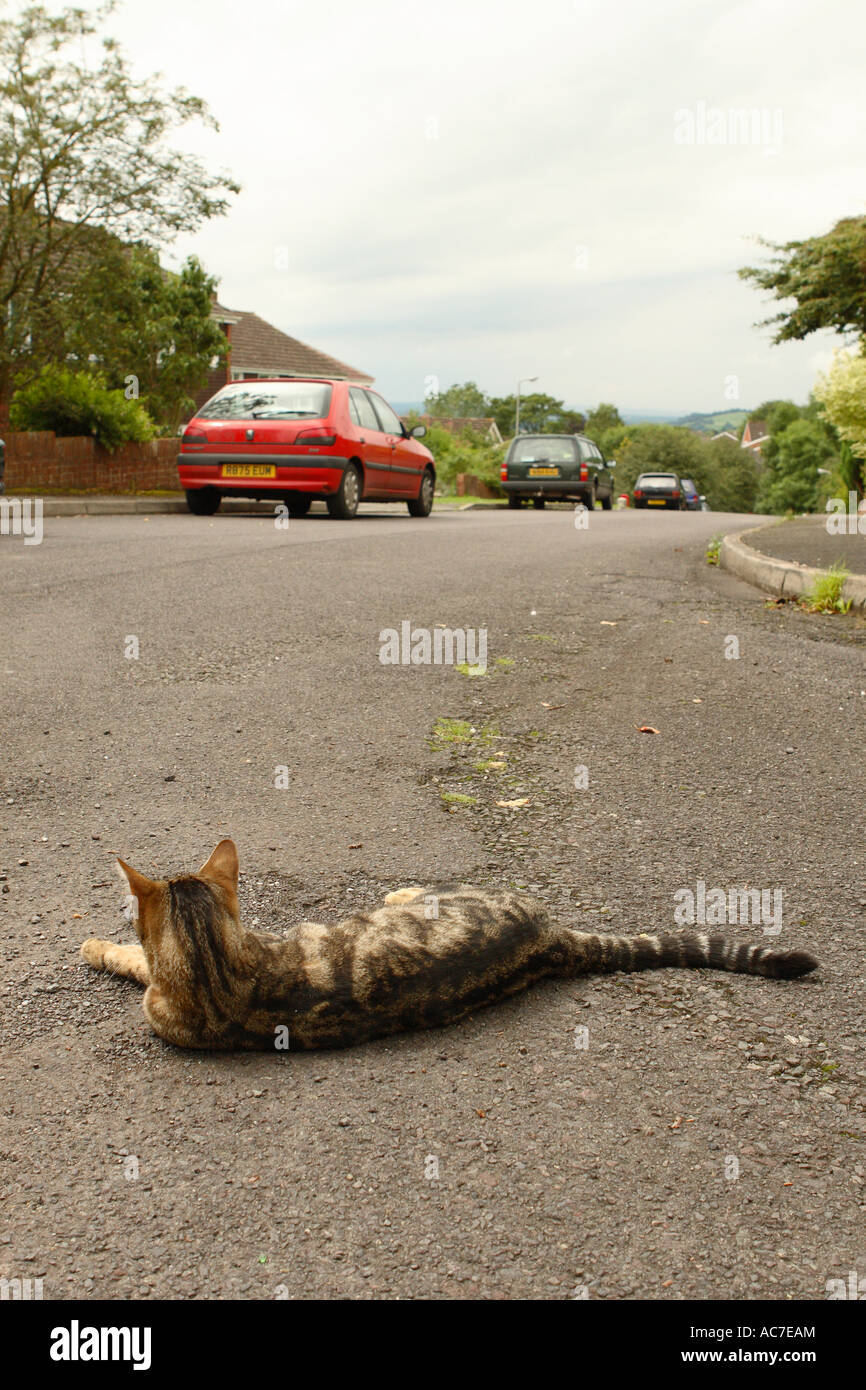 Domestic pet tabby cat lying on urban road street master of all he surveys Stock Photo