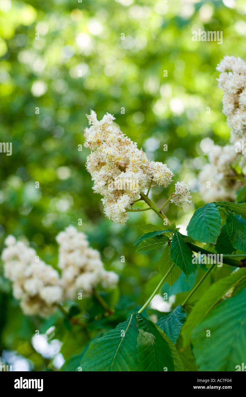 Horse chestnut tree in flower spring Stock Photo