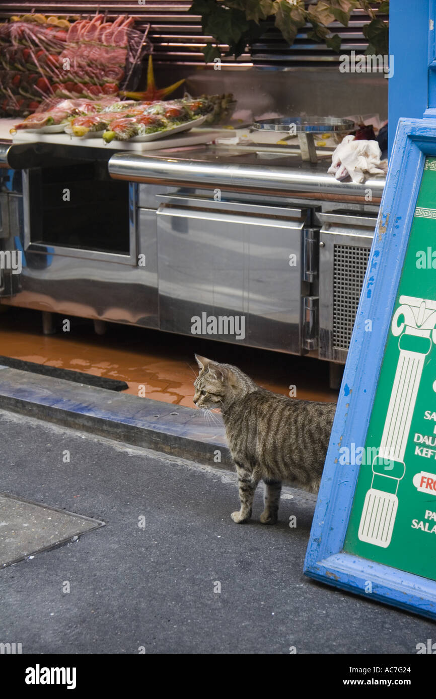 Tabby cat walks out from behind restaurant sign on Rue de La Huchette near Place St Michel Paris France Stock Photo