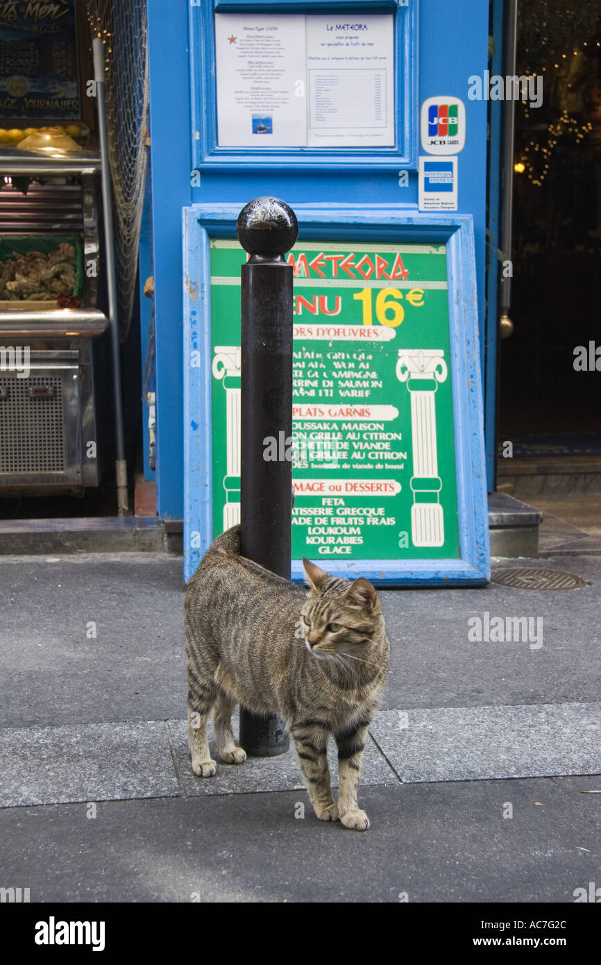 Tabby cat on Rue de La Huchette near Place St Michel Paris France Stock Photo