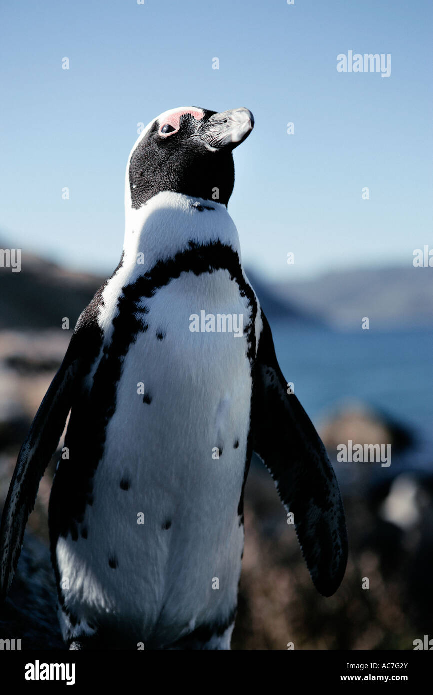 Single penguin Stock Photo