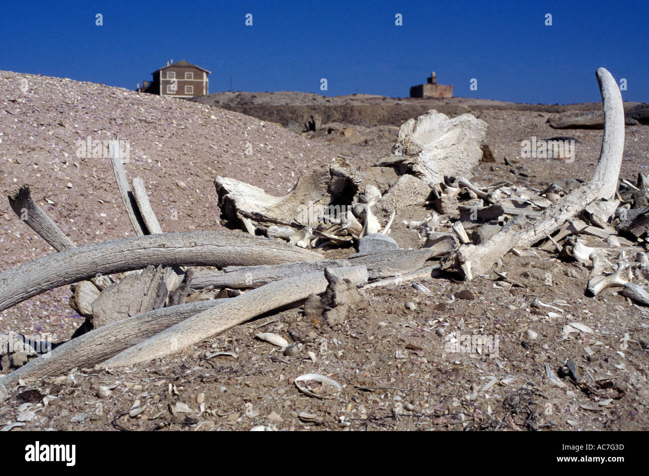 Bones of a washed up whale along the Mauritanian coast Stock Photo